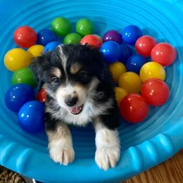 Miniature American Shepherd Puppies from Lynwood