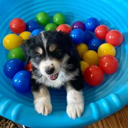 Miniature American Shepherd Puppies from Lynwood