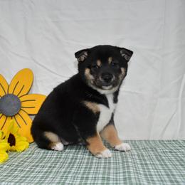 Cindy - Black and tan female Shiba Inu puppy in Arcola, Illinois from Highline Puppies