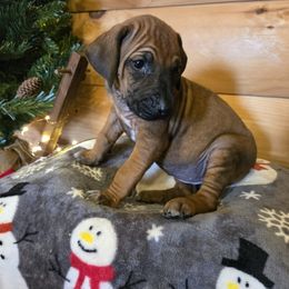 Destiny - Wheaten blk nose female Rhodesian Ridgeback puppy in Gaffney, South Carolina from Circle D Farms