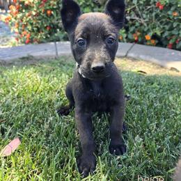 Dutch Shepherd Puppies from C’los Belgian/dutch shepherds