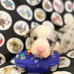 Espie - Cardigan Welsh Corgi puppy in Quinlan, Texas from Fable Cardigan Welsh Corgis