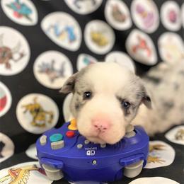 Espie - Cardigan Welsh Corgi puppy in Quinlan, Texas from Fable Cardigan Welsh Corgis