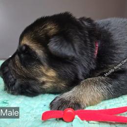 Red - Black and tan male German Shepherd puppy in Tony, Wisconsin from Muddy Acres German Shepherds