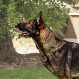 Alizeh - German Shepherd