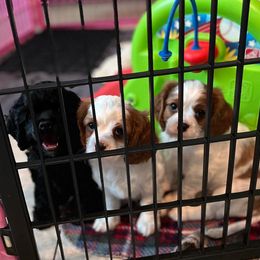 Cavalier King Charles Spaniel and Cocker Spaniel Puppies from Sunshine Cocker Spaniels & Cavaliers