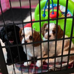 Cavalier King Charles Spaniel and Cocker Spaniel Puppies from Sunshine Cocker Spaniels & Cavaliers