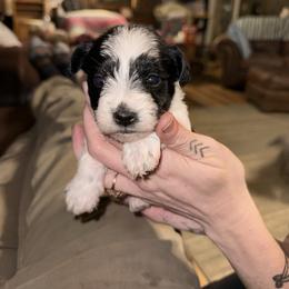 Girl 1 - Parti female Miniature Schnauzer puppy in Dunlap, Tennessee from Beards of Glory