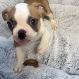 Girl 1 - Red female Boston Terrier puppy in Rosston, Arkansas from Green Acre Boston Terriers