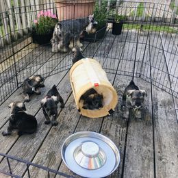 Miniature Schnauzer Puppies from MoonShadows Miniature Schnauzers