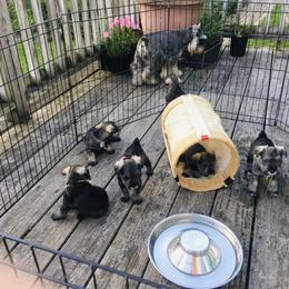 Miniature Schnauzer Puppies from MoonShadows Miniature Schnauzers