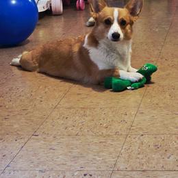 Ellie - Pembroke Welsh Corgi