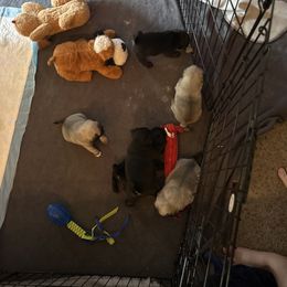 Pug Puppies from Clifford's Pugs