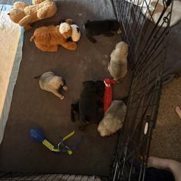 Pug Puppies from Clifford's Pugs
