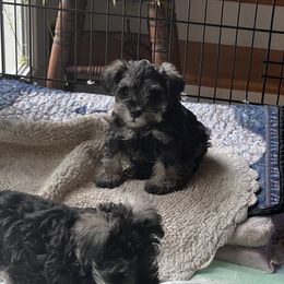 Miniature Schnauzer Puppies from Kani Miniature Schnauzers