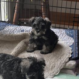 Miniature Schnauzer Puppies from Kani Miniature Schnauzers