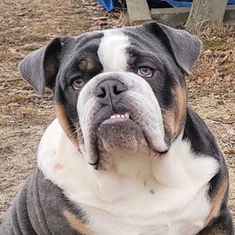 CHUNK - Bulldog