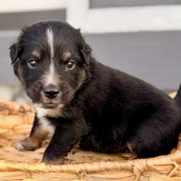 Orange - Black tri male Miniature Australian Shepherd puppy in 32046, Florida from River Hill Ranch