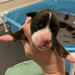 Girl 1 - Brindle Boxer puppy in Colorado Springs, Colorado from Premier Puppies