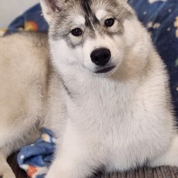 Dante - Siberian Husky