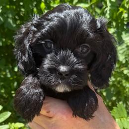 Lainey - Tri-color female Cavapoo puppy in Tucson, Arizona from Adored Poodle & Doodles
