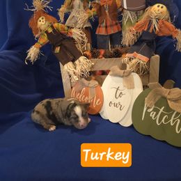 Turkey - Blue merle male Toy Australian Shepherd puppy in Forney, Texas from Texas Talent Toy Aussie's