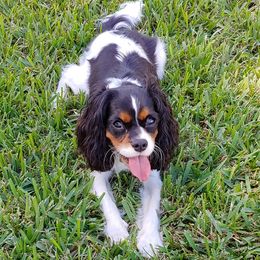 Melo - Cavalier King Charles Spaniel