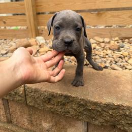 Solid Gray Female 2 - Gray female Cane Corso puppy in Knoxville, Tennessee from Crowned Corso