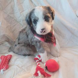 Aussiedoodles from Adorable Aussiedoodles