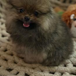 Tyler - Cream sable male Pomeranian puppy in Saginaw, Michigan from O'My Heart Pomeranians