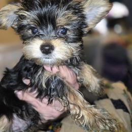 Yorkshire Terrier Puppies from Sandra KROEGER