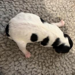 Girl 2 - Tri-color female Cavapoo puppy in Awendaw, South Carolina from LierChonPoo