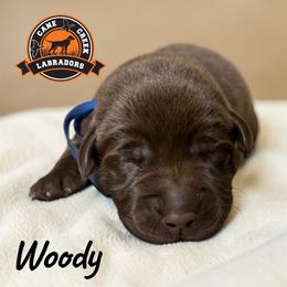 Woody - Chocolate male Labrador Retriever puppy in Dickson, Tennessee from Cane Creek Labradors