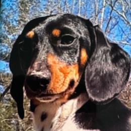 Bruno - Dachshund