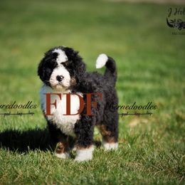 Bernedoodle and Pyredoodle Puppies from FDF Pyredoodles & Bernedoodles