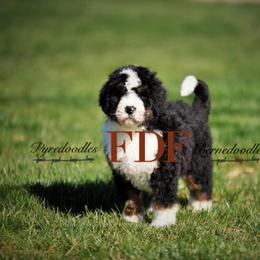 Bernedoodle and Pyredoodle Puppies from FDF Pyredoodles & Bernedoodles