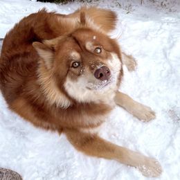 Siberian Huskies from Texas Reignbow Huskies
