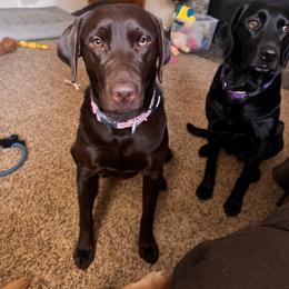 Jojo - Labrador Retriever