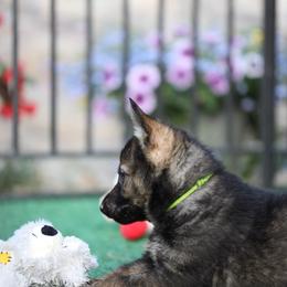 Werriya - Sable female German Shepherd puppy in Philippi, West Virginia from Vom Haus Highlands