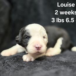 Louise - Gray and white female Old English Sheepdog puppy in Sutherlin, Oregon from Sapphire Eyes Sheepdogs