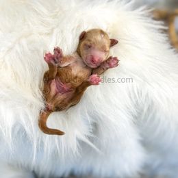 Grey Male 9-15lbs - Red  male Goldendoodle puppy in Cedar City, Utah from Cedar Doodles- Home of the Teddybear Goldendoodle