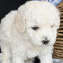 Charles (AKC) - White male Poodle puppy in Rainbow City, Alabama from Misioh Poodles