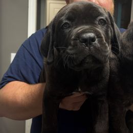 Miss Piggy - Black brindle female Cane Corso puppy in Beech Island, South Carolina from Relic Cane Corso