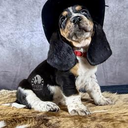 Cupid - Black white and brown male Basset Hound puppy in Dingess, West Virginia from Tuckers' Howling Hounds