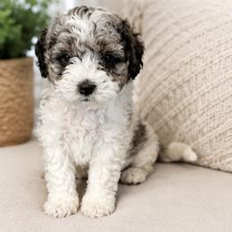 Shihpoo Puppies from My Hometown Doodles