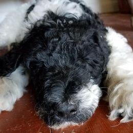 Poodles from Katie's Krew