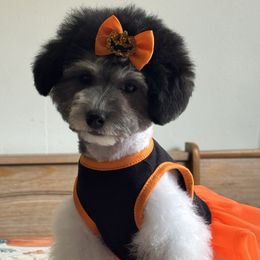 Enid - Silver female Poodle puppy in Fontana, California from Olive Grove Poodles