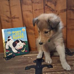 Dexter - Sable and white male Collie puppy in Montpelier, Virginia from Gun Barrel Collies
