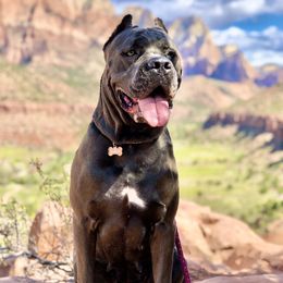 Mia - Cane Corso