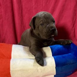 Tink - Gray male Cane Corso puppy in Centerville, Georgia from Kane Corso Kennels